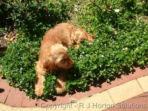 Dog in dichondra 